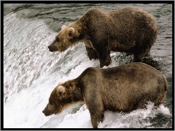 Niedźwiedzie brunatne, Wodospad